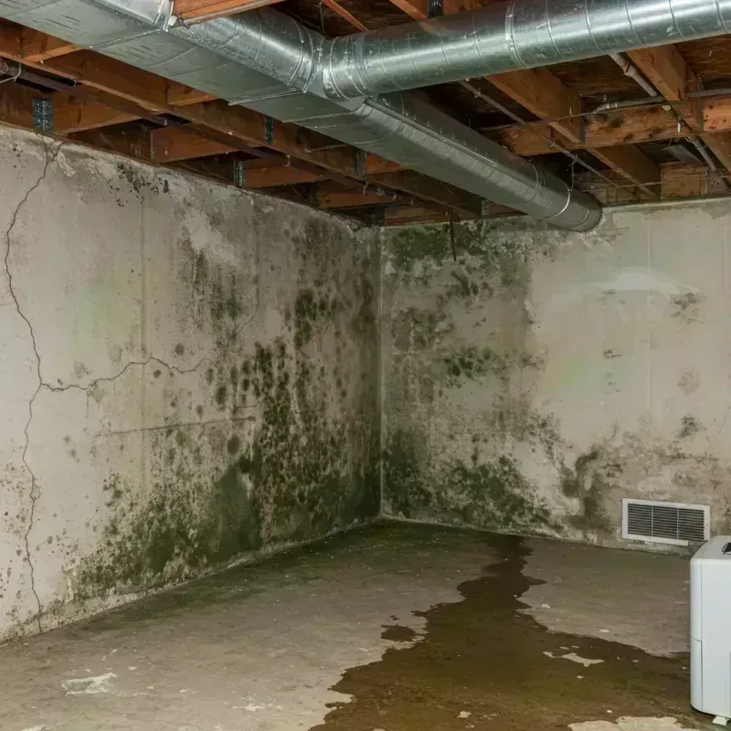 Professional Mold Removal in Youngstown, FL